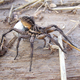 Illustration for article titled This Horrifying Spider Is The Only One That Carries Her Babies Like a Human Mother Would